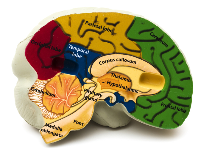 TRON Internal anatomy of the temporal lobe.jpg